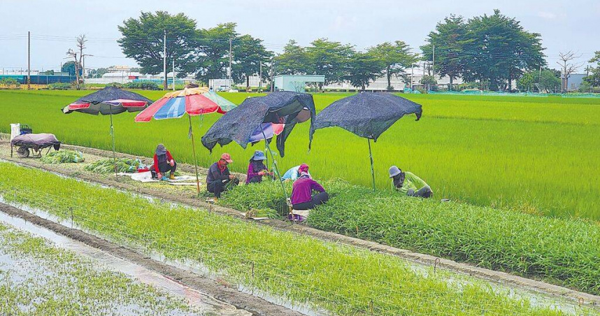 圖為雲林菜園。（圖／報系資料照）