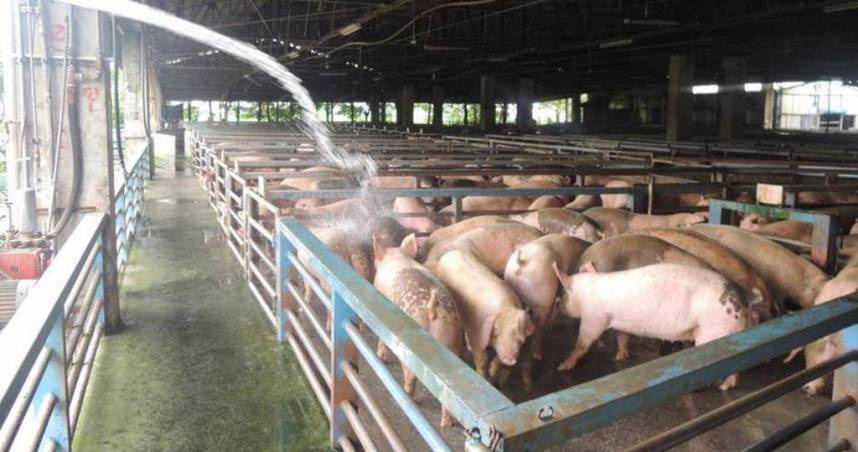 非洲豬瘟入侵台灣。（示意圖／報系資料照）