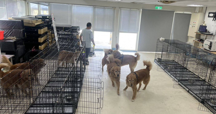 苗栗寵物餐廳涉虐狗！鍾東錦稱「只是平平踢」　米可白氣炸：是在縱容施暴者