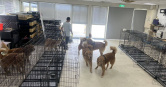 苗栗縣西湖鄉寵物餐廳「獵犬不打獵」被爆飼主不當對待犬隻。（圖／苗栗縣政府官網）