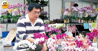 【蝴蝶蘭悲歌2】一盆100元 上街擺攤只求活下去