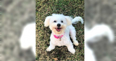 不滿貴賓犬吠叫 寵物店員工竟拿拖鞋活活打死愛犬