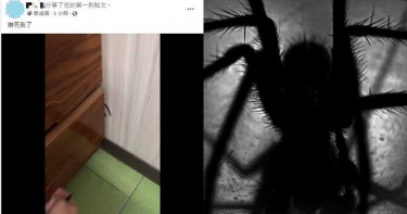 衣櫃牆角發現「可怕大蜘蛛」!男子用筆一戳:天大的誤會