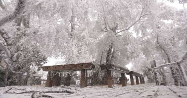 圖多/元旦下雪啦!太平山化身「銀白世界」 童化般美景曝光