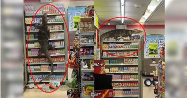 2公尺巨蜥闖超商納涼! 客人尖叫閃避躲櫃台