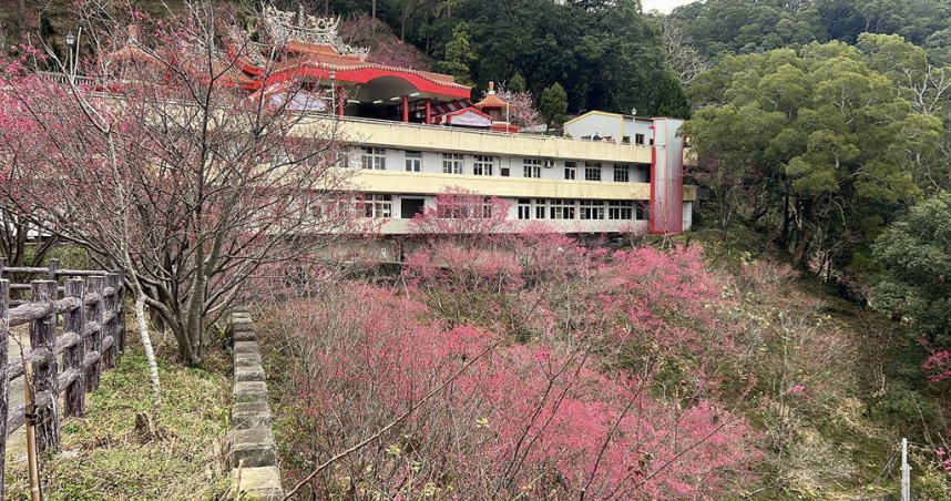 苗栗縣獅潭鄉協雲宮整個園區栽種了數百株的山櫻、吉野、八重等櫻花，目前山櫻及八重櫻都開始綻放。（圖／謝明俊苗栗傳真）