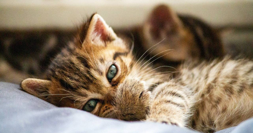 （示意圖／pixabay）