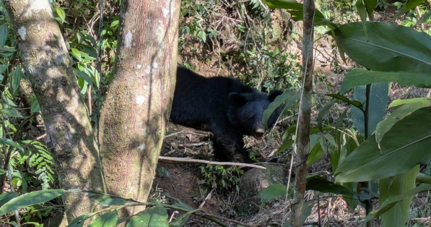 卓溪黑熊受困陷阱，民眾通報，順利獲救。（圖／林保署提供）