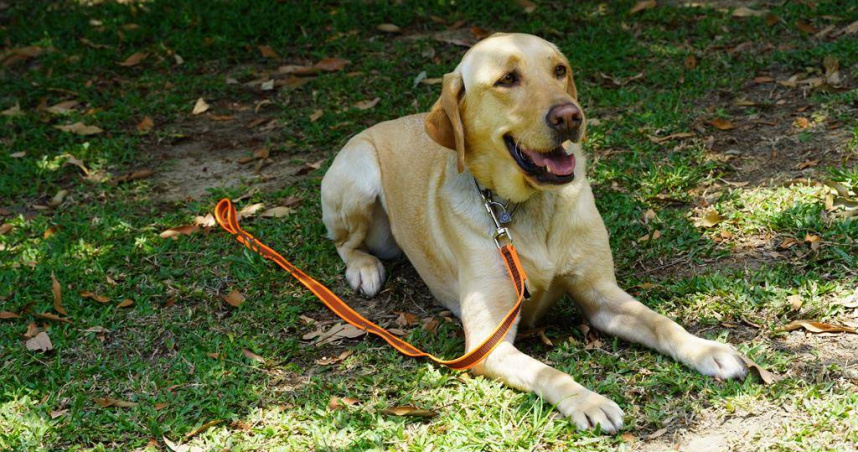 UHOO聽從趴下指令，就算面對強烈誘惑，也能克制住衝動。（圖／中國時報寶智華）