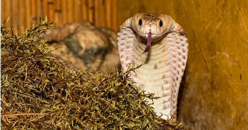 眼鏡蛇。（示意圖／Pixabay）