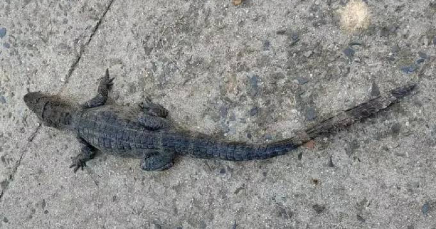 大陸安徽省廣德市一名市民近日在野外釣魚時，意外釣起一頭鱷魚。（圖／翻攝自瀟湘晨報）