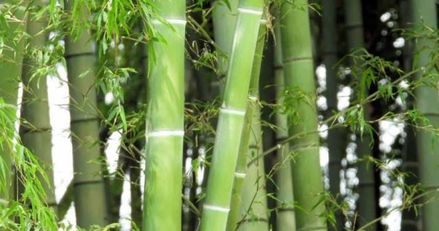 「白露」期間可以在家中東方擺放綠色植物來納福、納運。（示意圖／翻攝自photoAC）