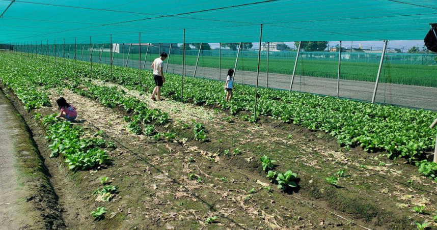 二崙鄉廖姓菜農因採收不敷成本，今（21日）開放一人50元無限量採青江菜。（圖／中國時報周麗蘭攝）