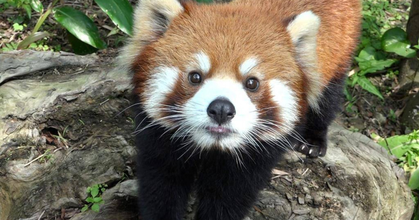 台北市立動物園小貓熊「可頌」2024年4月前往日本多摩動物園相親，北市動物園3日表示，「可頌」於2日清晨不幸病逝。（圖／台北市立動物園提供）