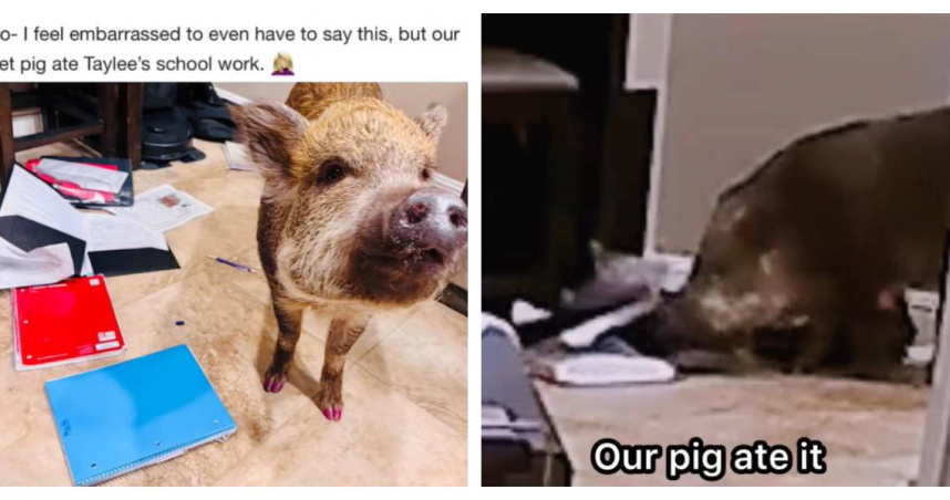 「波莉」從書包中翻出作業的監視器畫面，吃得津津有味。（圖／翻攝自X，thetinsleyherd，下同）