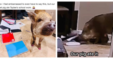 「波莉」從書包中翻出作業的監視器畫面，吃得津津有味。（圖／翻攝自X，thetinsleyherd，下同）