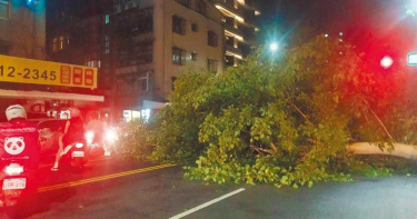 8.8萬顆路樹僅16人巡查 樹倒國賠北市第一 議員轟「走馬看樹」