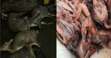 武漢肺炎/無良商人不顧肺炎疫情 殘殺野鹿「屍橫遍野」供饕客享用