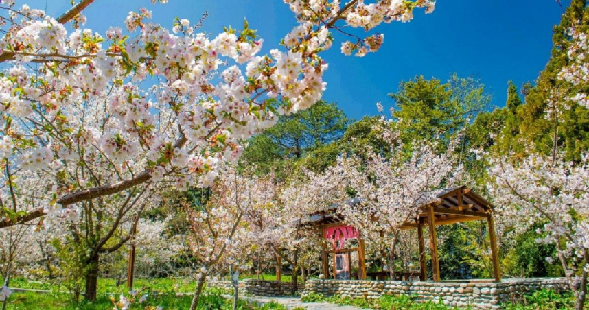 （圖／福壽山農場提供（於2024年拍攝）。）