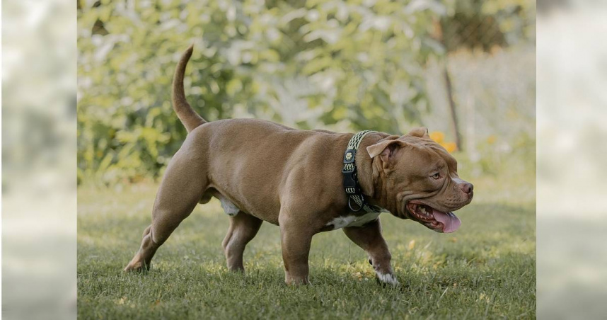 比特犬。（示意圖／翻攝pexels）