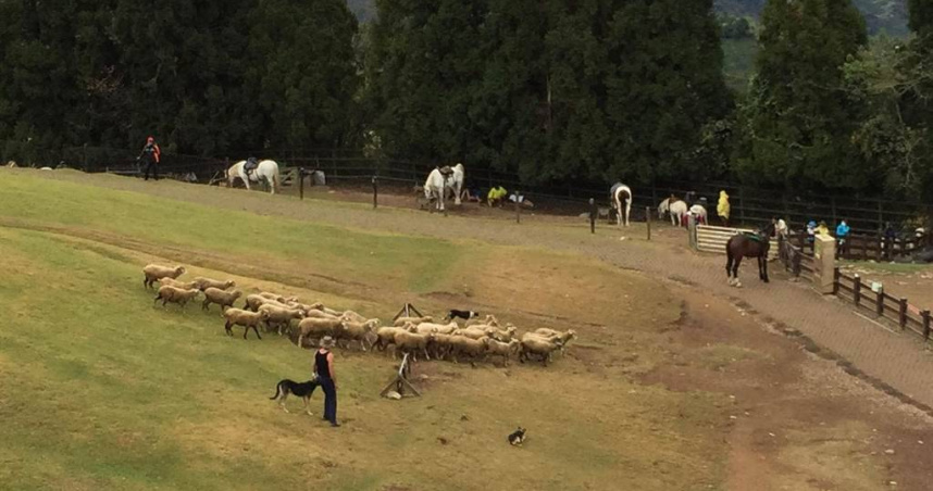 南投清境民宿經營者張男因員工歐男反映任職半年未獲勞健保，心生不滿持非制式手槍射擊對方頸部。子彈貫穿氣管並擊破胸椎，造成歐男右下肢偏癱無力。（圖／報系資料照）