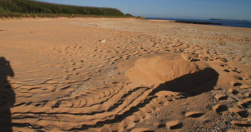 澎湖海上花火節離島望安場施放前夕，有旅客20日傍晚在長瀨仔沙灘直擊海龜媽媽上岸要產卵，但最後只留下一個空穴，沒有產卵就離開。（圖／報系資料照）