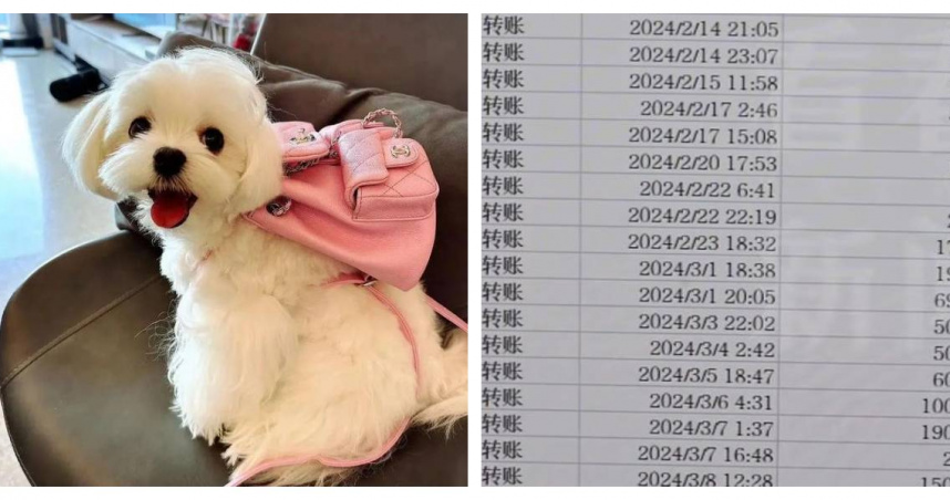 女子花新台幣270萬元試圖買回分手後共同飼養的愛犬，卻遭詐騙錢財。（圖／翻攝自新聞晨報）