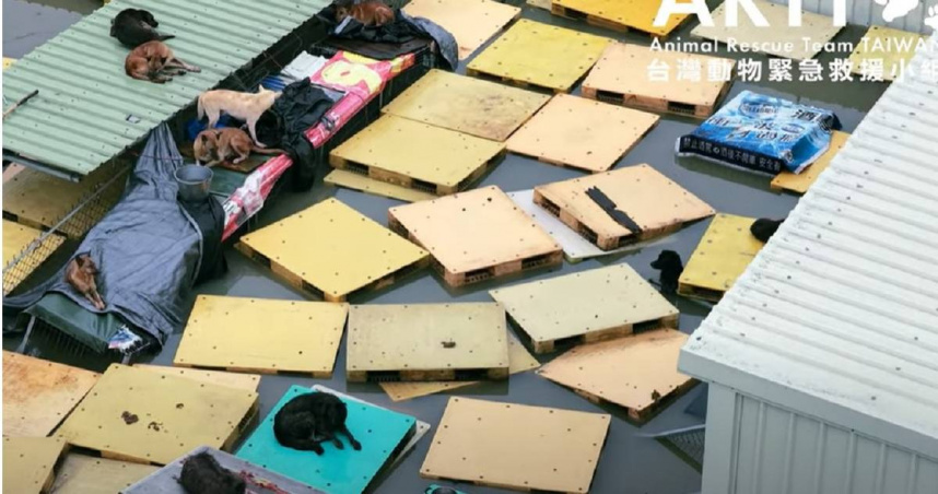 黃媽媽狗園的狗泡水中。（圖／翻攝台灣動物緊急救援小組YT頻道，下同）