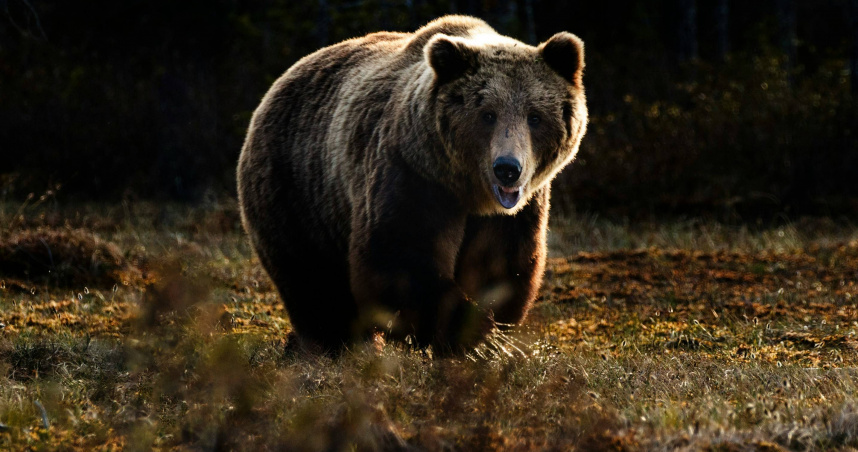 日本岐阜、愛知縣發布熊出沒警報。（示意圖／unsplash）