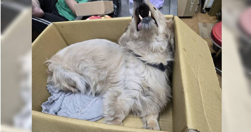 臘腸犬剛被送往醫院時，因為疼痛不斷哀嚎。（圖／取自新北動保處）