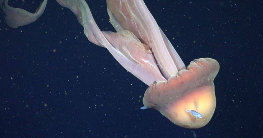 研究團隊於阿根廷外海拍攝到極為罕見的巨型幽靈水母，其觸臂最長可達10公尺。（圖／翻攝自Schmidt Ocean Institute）