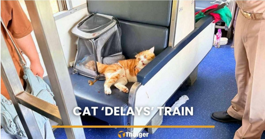 車廂內貓咪疑因悶熱失控，咬傷主人並抓傷乘客引發騷動。（圖／翻攝自Thaiger）