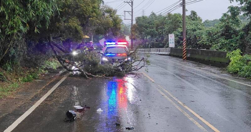 暴雨釀禍！頭份路樹突倒擊中騎士　命危昏迷送台中搶救