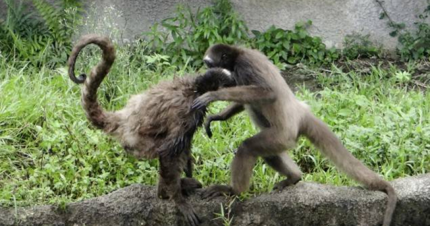 北市動物園表示，棕蜘蛛猴屬高度社會化的群居動物，也可能因搶食或地位競爭發生衝突。（圖／台北市立動物園）