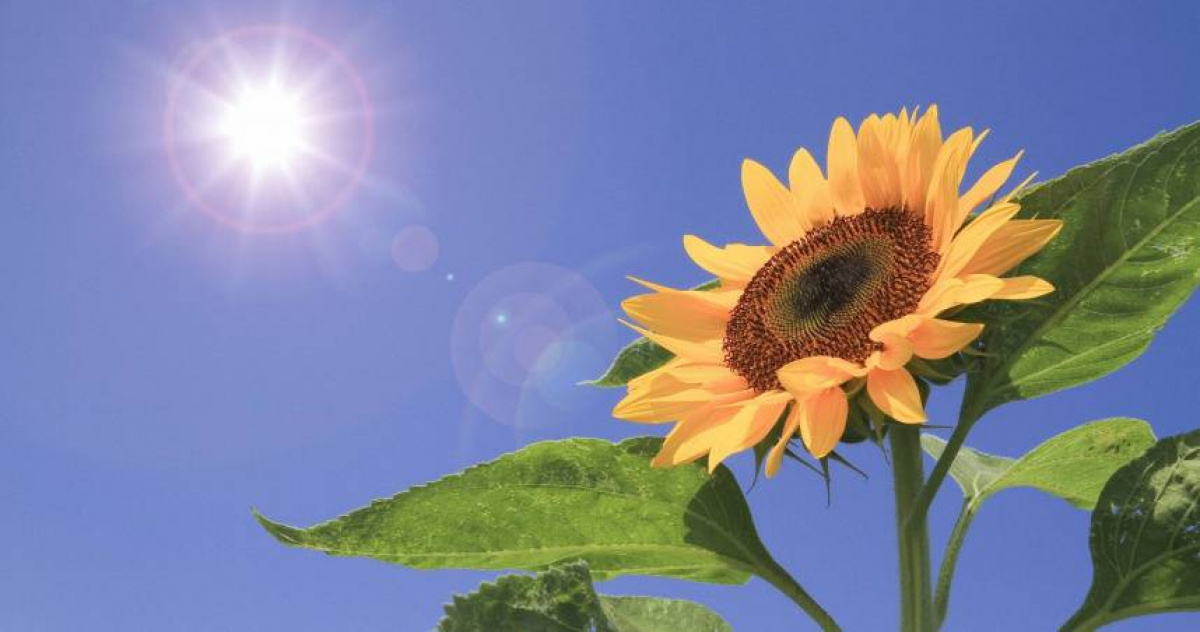 7月23日迎來大暑節氣：夏季陽氣最旺，掌握「冬病夏治」養生之道