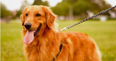 天降貓咪砸暈遛狗翁! 愛犬護主攔截「兇手」算帳
