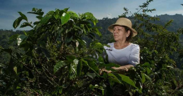 5千億杯背後的危機2/2050年栽種面積剩不到一半 野生種面臨滅絕危機