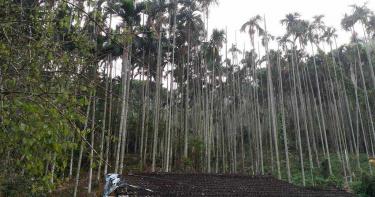 男霸占「1485坪國有地」!卯起來種檳榔36年 最新判決出爐