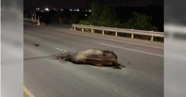 牛年橋上撞死1頭牛逃逸 車主和飼主厄運上身雙雙吞罰單