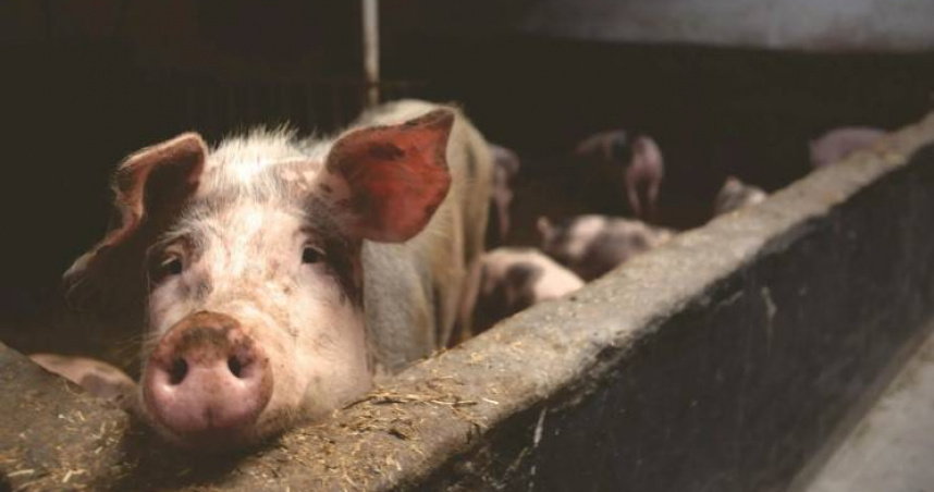 苗栗1處工廠飼養的麝香豬逃到街上，幸虧警方及時將牠帶返飼養處，這才避免事故發生。（示意圖／翻攝Pexels）