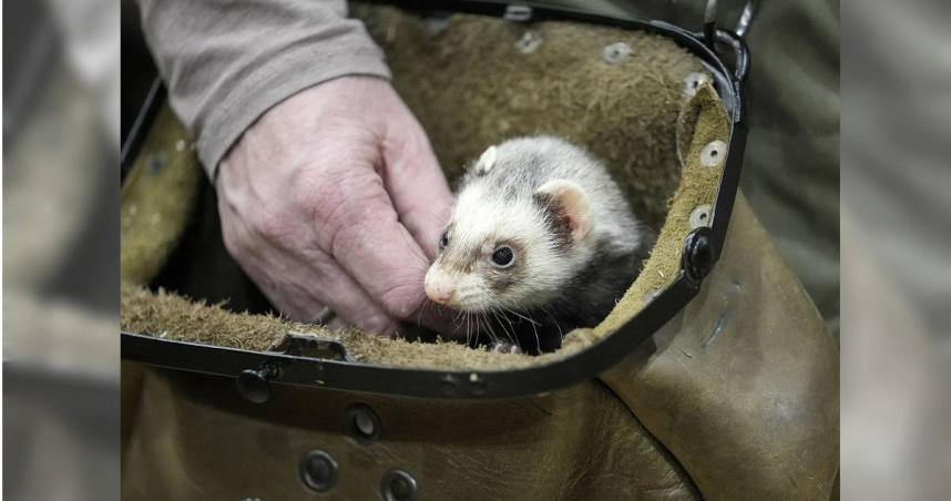 雪貂。（示意圖，與當事動物無關／達志／美聯社）
