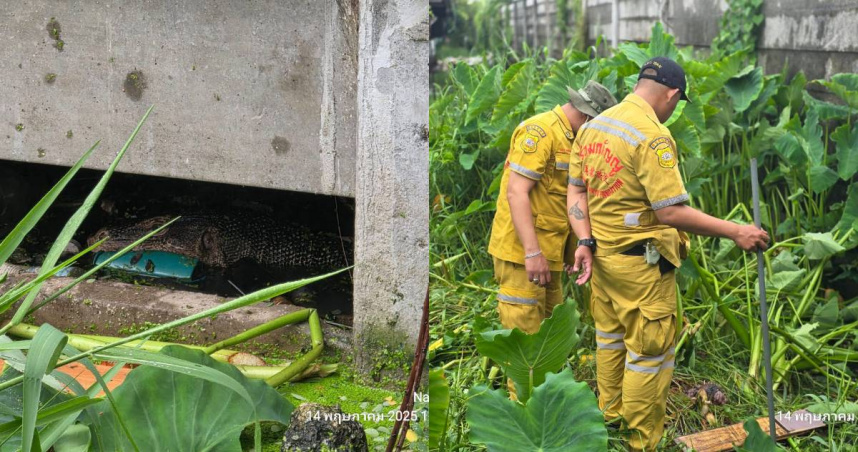 泰國曼谷郊區北欖府當地一位民眾發現，一隻身長約2公尺的巨型蜥蜴，正在拖行並啃咬一具嬰兒的遺體。（圖／FB／NAKON45 อัญวุฒิ โพธิ์อำไพ）