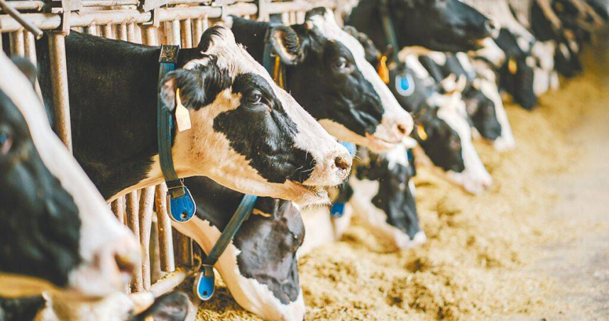 食品大廠以業務專用乳冒充鮮奶，乳業協會痛批，乳品大廠此舉無疑是為了利潤欺騙消費者、打壓本土酪農。（圖／報系資料照）