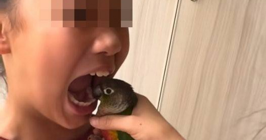 用鸚鵡拔牙恐致感染鸚鵡熱、禽流感。（圖／微博）