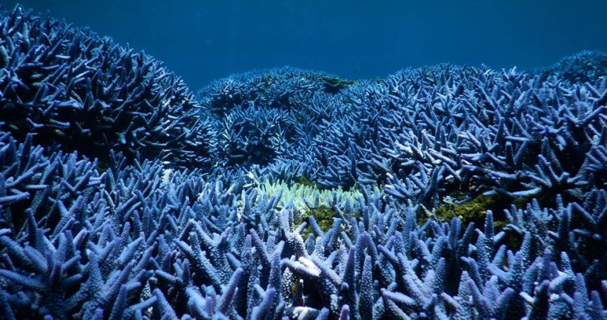 東吉海域往昔的薰衣草森林，一大片紫色軸孔珊瑚，生機盎然。（圖／業者提供）