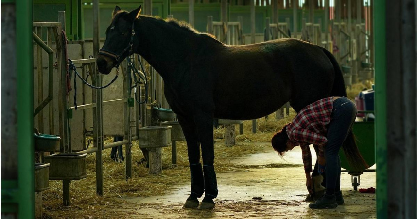 英國南威爾斯的26歲男子科爾曼因多次性侵、性虐馬匹的行為，被法院判決禁止5年內擁有、飼養或運輸馬匹，或參與飼養馬匹，並被命令繳納474英鎊的費用。（示意圖／翻攝pixabay）
