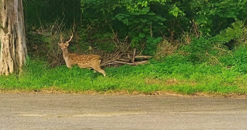 近日中壢大江購物中心周邊出現一隻梅花鹿，引發民眾熱議與驚呼。（圖／翻攝自臉書社團「我是中壢人」）