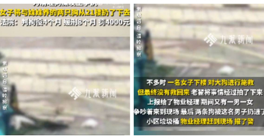 浙江溫嶺一名女子因與妹妹爭執，竟將飼養不足一個月的兩隻狗從21樓高處拋下。（圖／翻攝自微博， 九派新聞i）