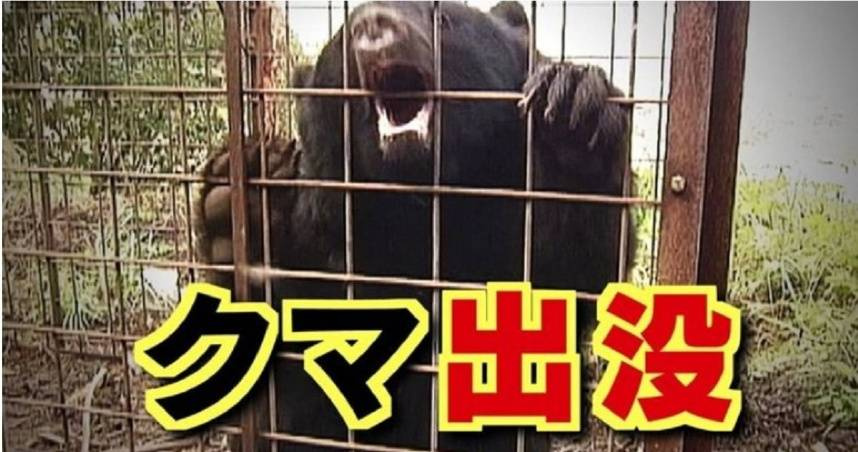日本野生熊襲擊事件增加。（示意圖／翻攝自TBS NEWS DIG）