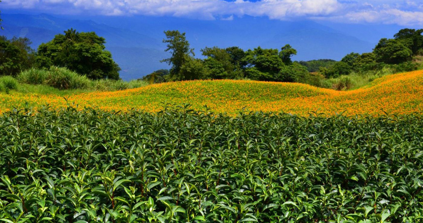 每年8月茶園與燦開的金針花在花蓮赤柯山共舞。（圖／吳德亮攝影）